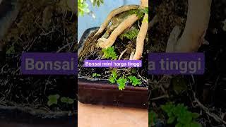 bonsai mini‼️harga tinggi