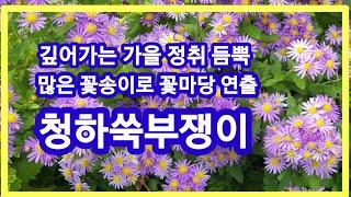 청하쑥부쟁이,깊어가는 기을 정취 듬뿍