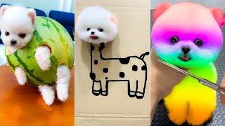 Cute Pomeranian Puppies Doing Funny Things 2024Cute and Funny DogsBox Studios