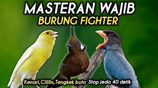 MASTERAN BURUNG FIGHTER Kombinasi terbaik 2025 || Jernih mudah masuk‼️