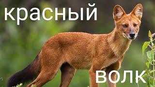 Красный волк | КРАСНАЯ КНИГА | THE RED WOLF