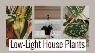 MY 5 FAVOURITE LOW LIGHT HOUSEPLANTS | Emma Bauer