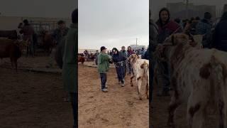#cow #rek #nukus #мухаммеднукус
