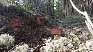Охота за БЕЛЫМИ - Funghi Porcini, Boletus Edulis, Wild mushrooms, Белый гриб, Боровик