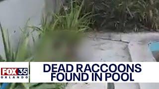 Raccoons dying in droves in Orlando yards