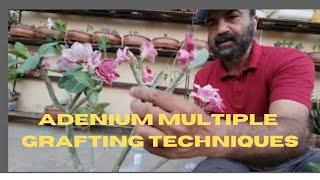 Desert Rose Simple Multiple Grafting Method |Mastering Adenium Plant Multiple Grafting Techniques