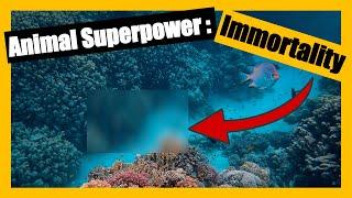 Animal Superpowers: Mind-Blowing Abilities Beyond Our Imagination #animals #animalfacts