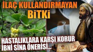 İlaç Kullandırmayan Bitki! HASTALIKLARA KARŞI KORUR İBNİ SİNA ÖNERİSİ...