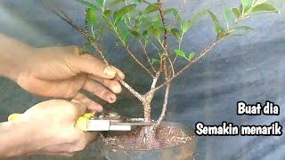 Confused to have a bonsai material like this!!! Just cut it to make a kimeng mame bonsai tree