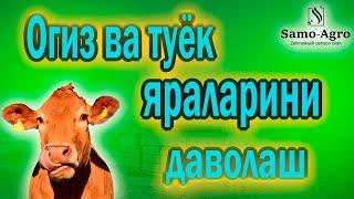 Огиз ва ойок яраларини кайта ишлаш#RomaVETUZ #SamoAGRO