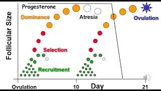 VET ENDO | Follicular Phase (Part I) | (2023)