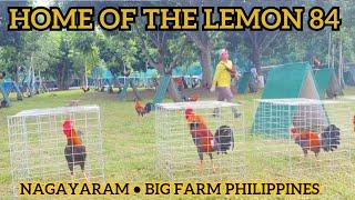 Rayboy Guinit Home of The Lemon 84 - Big Farm Philippines Nagayaram Farm