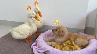 The golden retriever puppy stole the ducklings, leaving the mother duck and father duck helpless!