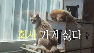 이직전 브이로그, 집순이 집사는 회사가 가기 싫다/고양이/ 돼지김치찜 살리기/ 산책