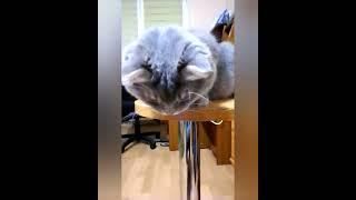 Oops, I did it again #shorts #short #shortvideo #shortsvideo #funny #funnyvideo #cats