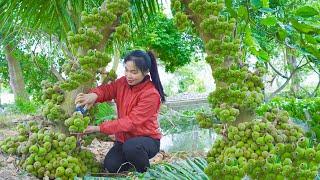 Fig Harvesting - Caring for Livestock to Sell at Market - Thanh Farm