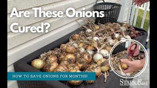 How to Keep Onions for Months