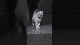 detektif kucing Leon  #kucinglucu #kucing #cats #cat #shorts #short #animals #cute
