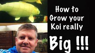 How To Grow Your Koi Really Big !!!!