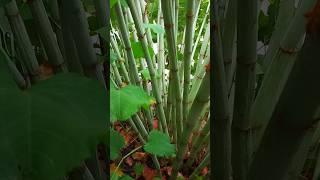 Угадайрастение #not_a_tree