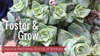 Foster & Grow - Crassula Perforata (String of Buttons)