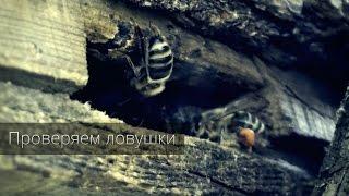 Пчеловодство с нуля — Проверяем ловушки 2015