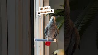 Symon the African Grey Parrot likes to announce herUT OH Poopies#symontheafricangreyparrot #cag