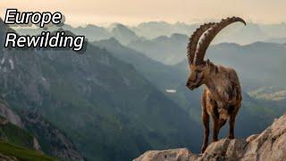 4 EUROPEAN REWILDING PROJECTS | Bringing The Wild Back Europe