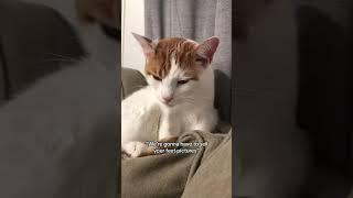 Don’t mess with me, I got BIG hands  #cat #cats #catlover #catsoftiktok #cute #foryou #fypシ
