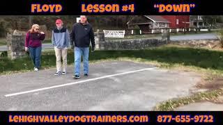 Lehigh Valley Dog Trainers: Off Leash K9 Training ||| Week 4, Floyd learning the Extended Down