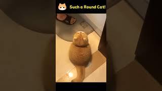 @The Cutest Girl in the World, Come and See! #cat #catcompilation #cutenessoverload