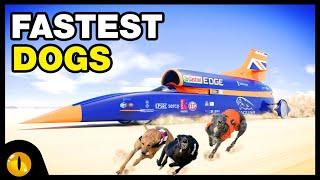 TOP 10 FASTEST DOG BREEDS