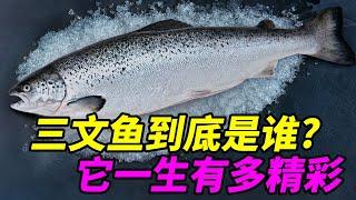 三文鱼到底是哪种鲑鱼?它洄游交配后就死?真实的一生有多精彩!What an exciting life an Atlantic salmon has#科普#生物#科学科普#三文鱼