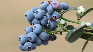 Inside Kakuzi: Quality Blueberry Production