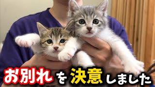 悩みましたが子猫とお別れする事にしました