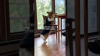 3 Things You Should Do If You Plan on Getting a Corgi (Part 2)