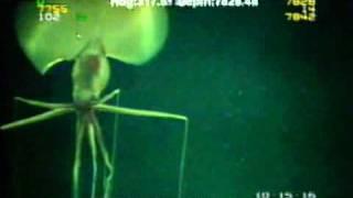 Magnapinna Squid Filmed at Drilling Site