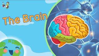 The Brain For Kids - How Does Brain Work? (Learning Videos For Kids)