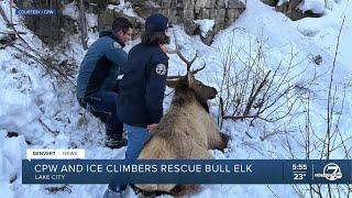 Bull elk rescued after getting entangled in rope near Lake City ice walls