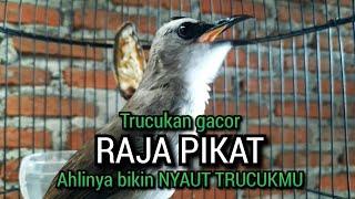 trucukan gacor RAJA PIKAT ini REKOMENDASI MENJADIKAN agar burung trucuk gacor NYAUT SEKETIKA