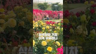 실시간 가장 화려한 장미터널 노랑 빨강 분홍 삼색장미에 기차까지   #대부잠수교 촬영일 2025.05.28 주차장1분 #장미 #경북여행 #5월여행