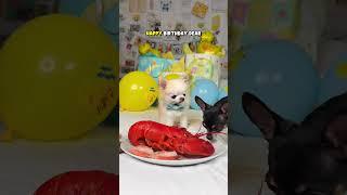 Happy 13th Birthday Cedric 