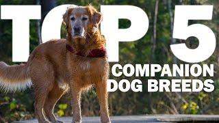 Top 5 Companion Dog Breeds