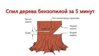 Как спилить дерево бензопилой за 5 минут.