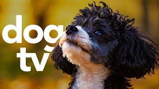 DOG TV - 4 Hour Relaxation Video for Dogs to Watch! (Petflix)