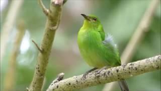 Green Honeycreeper HD