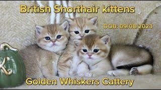 British Shorthair kittens - Golden Whiskers Cattery