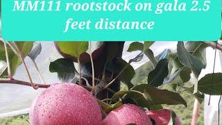 MM111 rootstock On gala 2.5 feet distance,By Mr.Anish Amraik,भाई  सलाम है आपकी मेहनत और लगन को