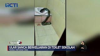 Detik-detik Evakuasi Ular Sanca di Toilet Sekolah, Kaltara #SeputariNewsSiang 18/07