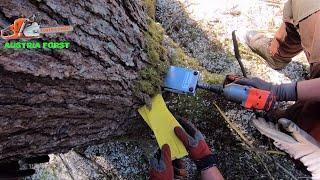 Felling trees with ValFix felling wedge and TR 24-AQ Uncut